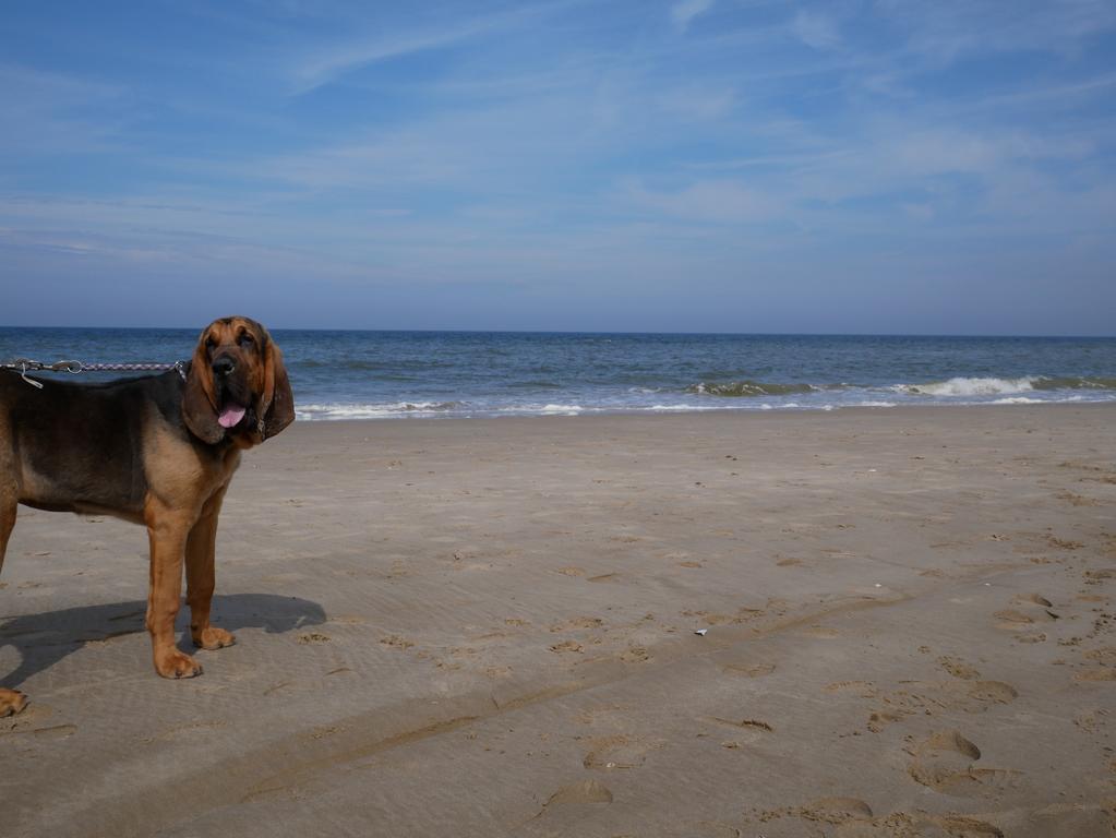 Huize De Duinen Bergen aan Zee Exterior foto